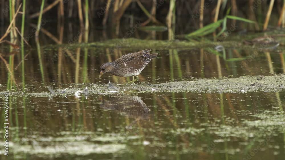 A Spotted Crake (Porzana porzana) foraging in a wetland A Spotted Crake (Porzana porzana) foraging in a wetland