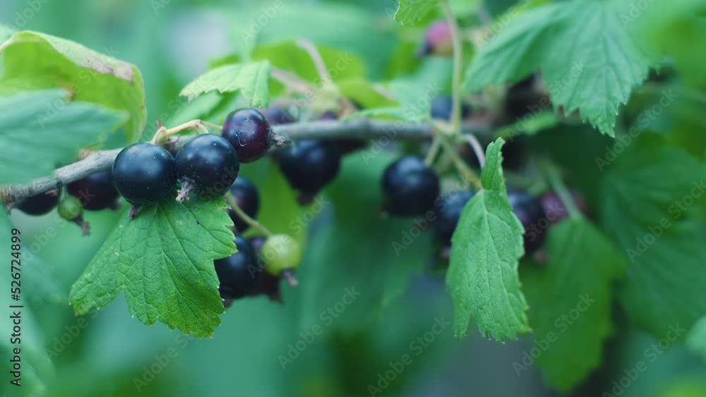 Close-up of a ripe blackcurrant bush on a summer day. Currant grows on branches in an orchard. Benefits of blackcurrant.. Useful antioxidant berry.selective focus Close-up of a ripe blackcurrant bush on a summer day. Currant grows on branches in an orchard. Benefits of blackcurrant.. Useful antioxidant berry.selective focus