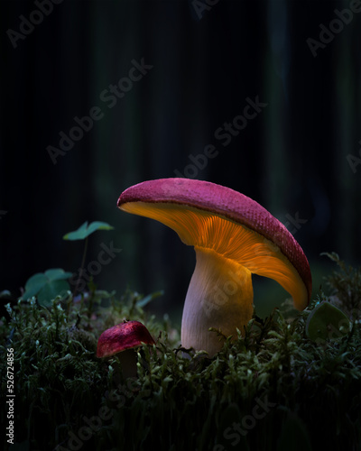 Glowing mushroom © Peter