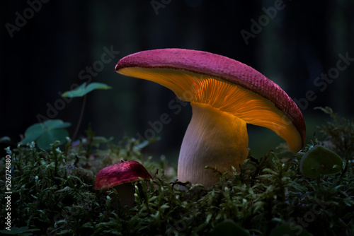 Magic glowing mushroom © Peter
