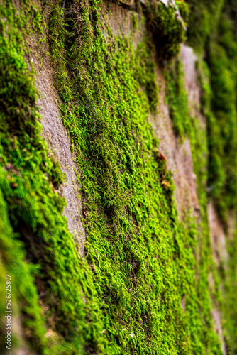 The side of a moss covered rock.