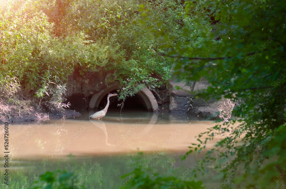 A great white egret roams the shallow water of a stream in search of food. Shade from trees on green water near a culvert under a road embankment in an urban area. Rough vegetation near a small river - obrazy, fototapety, plakaty 