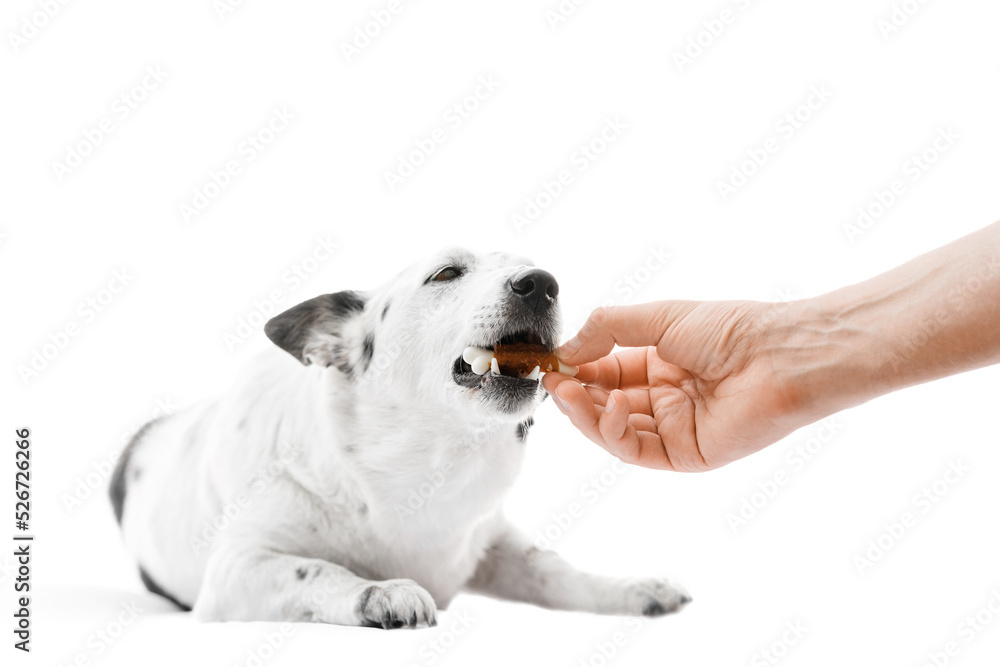 Close up shot of a cute black and white dog lying, biting on a dog treat in a shape of bone from owner's hand. Isolated on white.