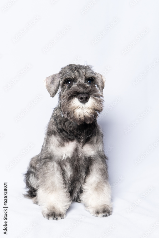 funny cute Miniature Schnauzer puppy dog portrait. White-gray schnauzer dog sits on a white background, vertical frame. happy puppy.