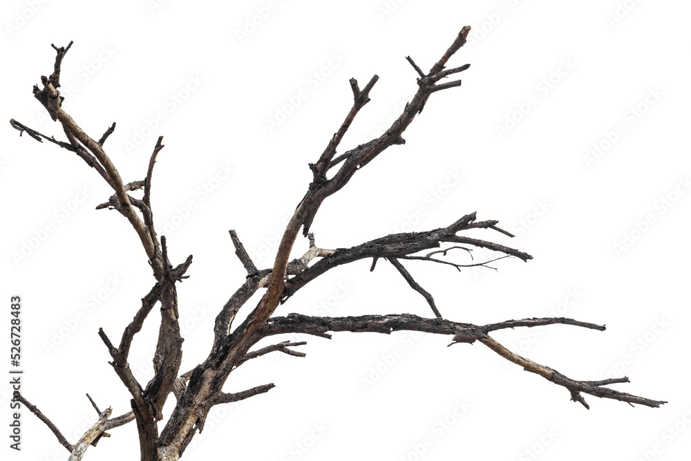 Isolated close-up dry, bare branches of the trees die of old age and death. Isolated close-up dry, bare branches of the trees die of old age and death.