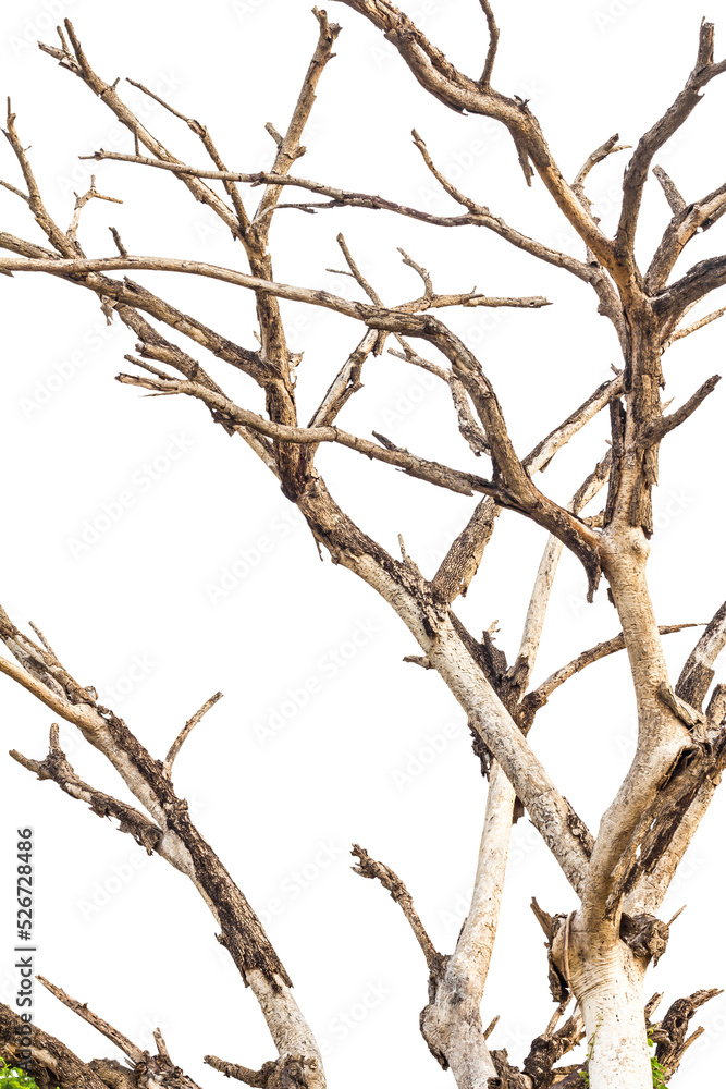 Isolated close-up dry, bare branches of the trees die of old age and death. Isolated close-up dry, bare branches of the trees die of old age and death.