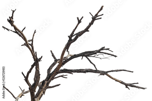 Photography Isolated close-up dry, bare branches of the trees die of old age and death