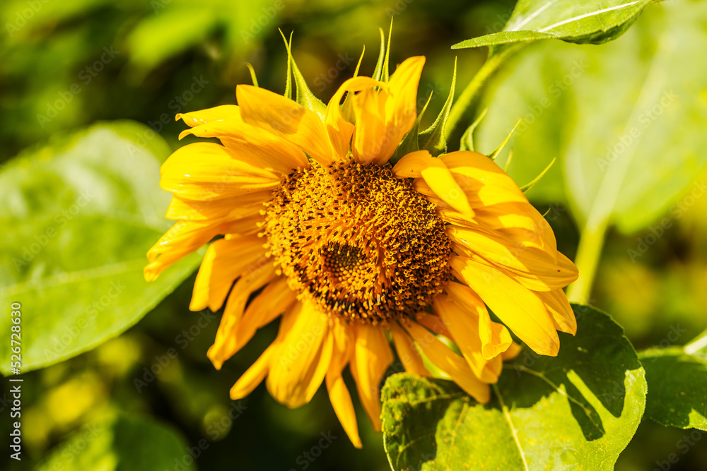 Fototapeta premium Blooming sunflower on field.