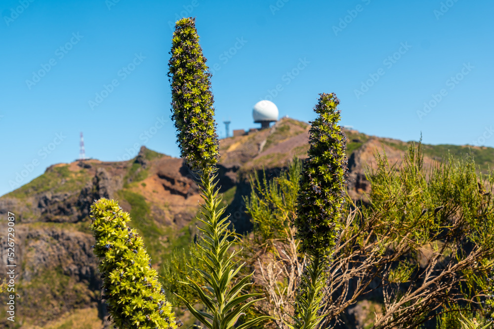 Plants on top of the Ninho da Manta viewpoint on Pico do Arieiro, Madeira. Portugal Plants on top of the Ninho da Manta viewpoint on Pico do Arieiro, Madeira. Portugal