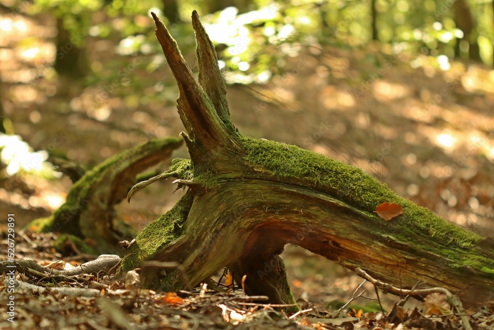 Bemooster Drache im Nationalpark Kellerwald Bemooster Drache im Nationalpark Kellerwald