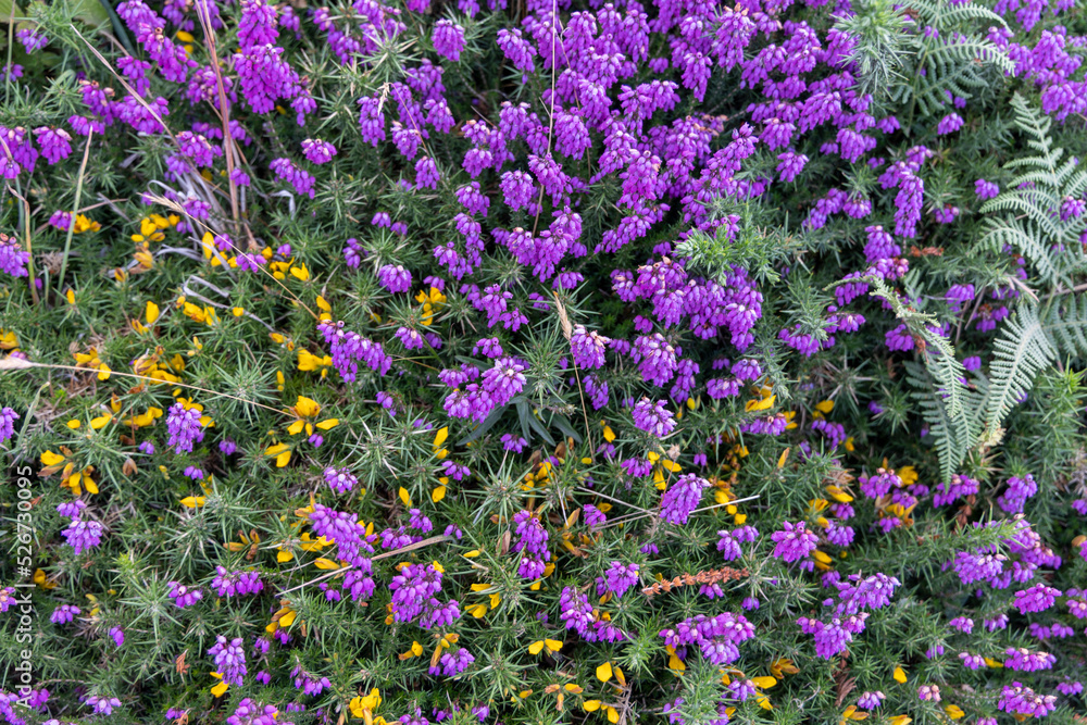 Obraz premium bruyère plante vivace de couleur violette