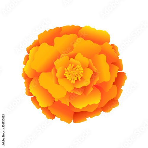 Marigold flower. Realistic cartoon vector illustration for greeting card, t shirt print, decoration design. Isolated on white background.