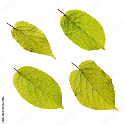 Set of four actinidia kolomikta green leaves isolated transparent png photo