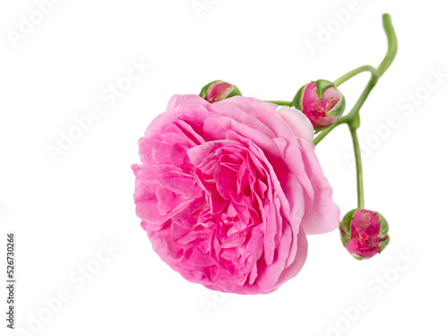 Pink antique rose with buds isolated transparent png