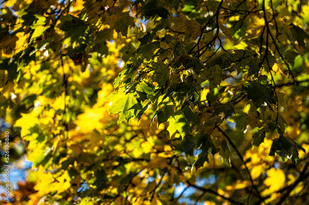 tree branch with autumn leaves, colorful leaves in autumn tree branch with autumn leaves, colorful leaves in autumn