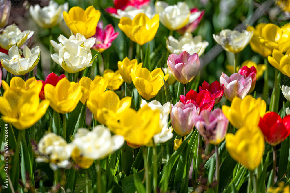 Closeup of tulips blooming on a nature background. with copy space Closeup of tulips blooming on a nature background. with copy space