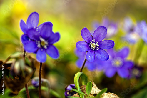 Anemonoides blanda, syn. Anemone blanda, the Balkan anemone, windflower, close up, selective focus