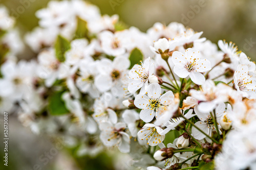 cherry blossom in the garden, white flowers bloom in the trees, soft focus, closeup © ako-photography
