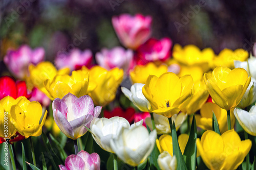 Closeup of tulips blooming on a nature background. with copy space #526730892