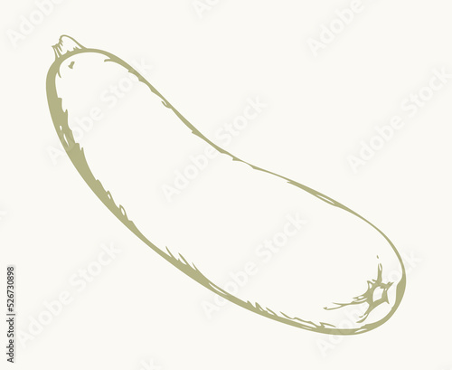 Zucchini gourd. Vector drawing icon
