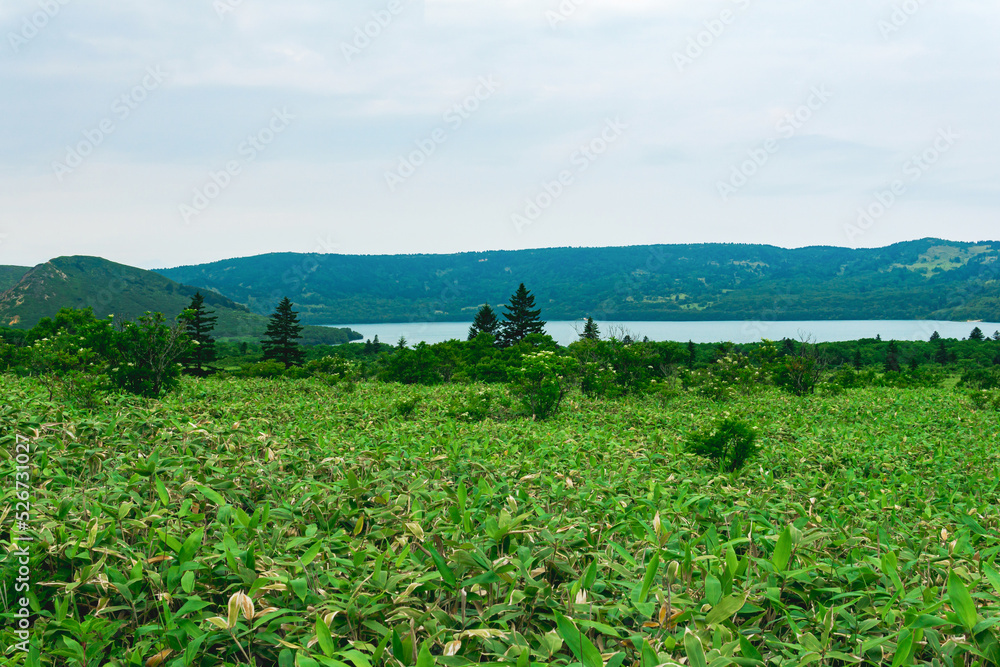 natural landscape of Kunashir island, view of the Golovnin volcano caldera with hot lake thickets of sasa bamboo and dwarf pines