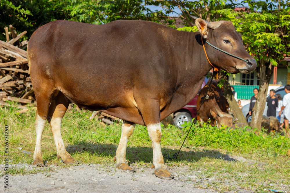 Bali cattle Bali cattle