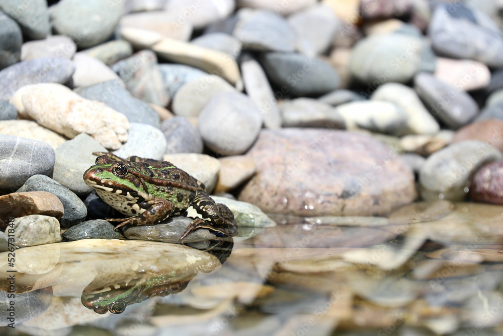 Wunderschöner kleiner Wasserfrosch sonnt sich auf einem Stein neben seinem Teich