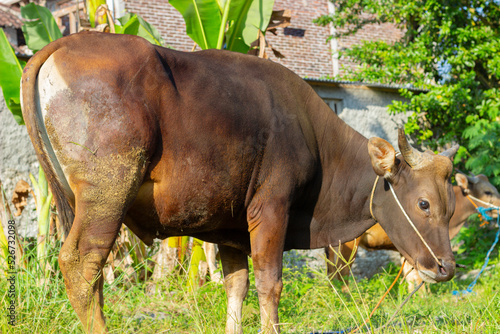 Bali cattle 