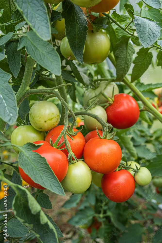 organic tomatoes grown on a natural farm. a plantation of hand-grown tomatoes. vegetables for a healthy diet. a sunny greenhouse with natural red tomatoes in the village.  tomato plant ripens 