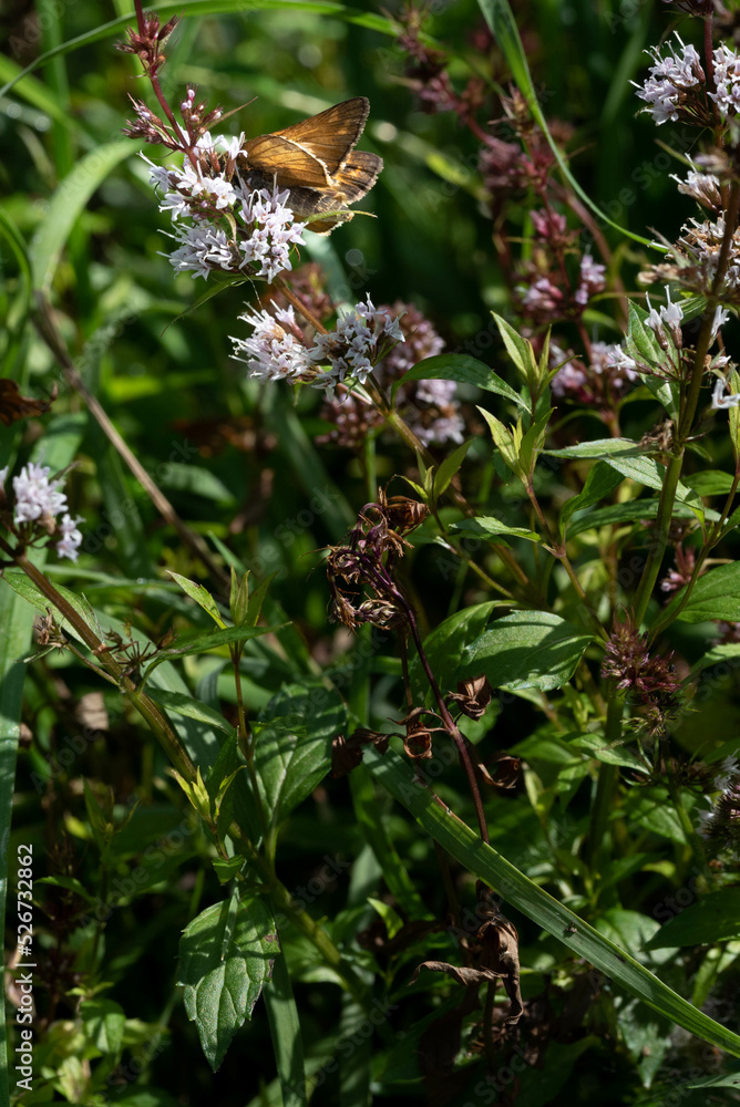 Brown butterfly on the purple blooms of a mint plant. Brown butterfly on the purple blooms of a mint plant.