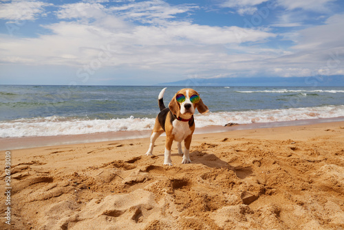 A beagle dog wearing sunglasses on a sandy beach. Summer vacation by the sea. 