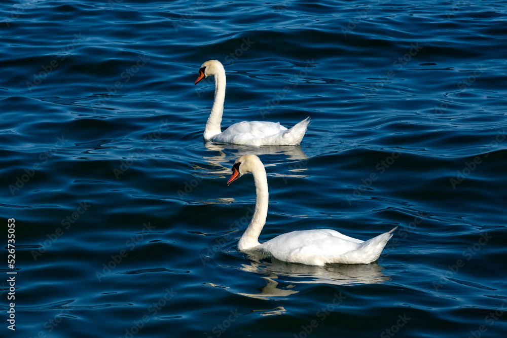 Pair of White Swans Floating on Lake Ontario, Canada Pair of White Swans Floating on Lake Ontario, Canada