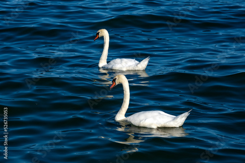 Pair of White Swans Floating on Lake Ontario  Canada