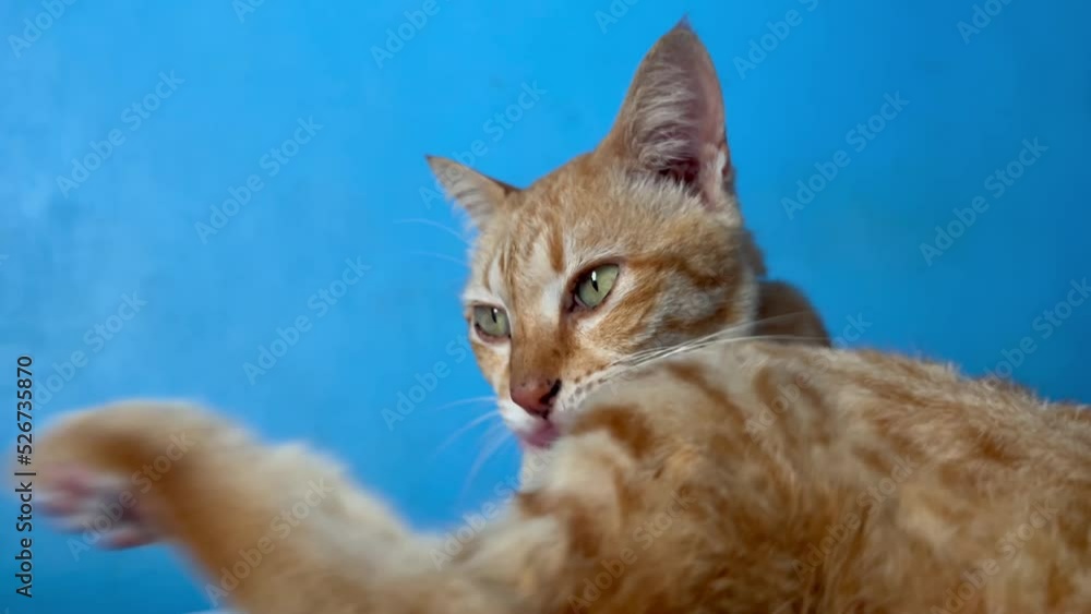 A portrait of a cute red cat washing herself indoors. Ginger tabby cat licking orange fur