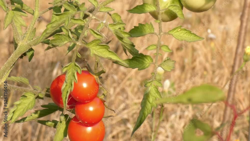 Organic tomato plants with ripe and unripe fruits on plantation in late autumn Organic tomato plants with ripe and unripe fruits on plantation in late autumn