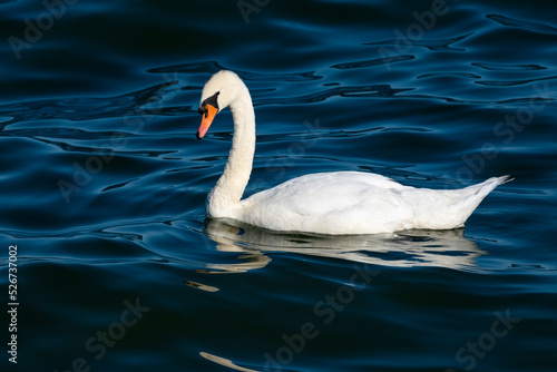 Single White Swan Floating on Lake Ontario, Canada