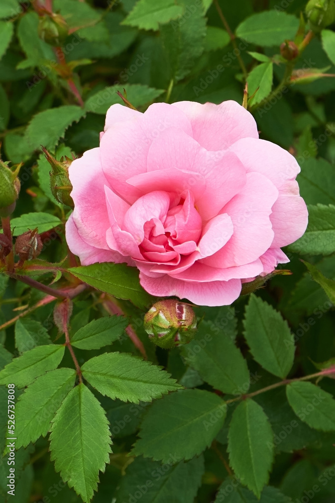 Pink canadian rose variety John Davis flowering in the garden. Pink canadian rose variety John Davis flowering in the garden.