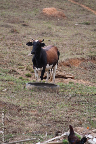 Rio de Janeiro, Navios 