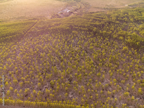 undergrowth and sparse vegetation of the Brazilian savanna  the cerrado of Tocantins