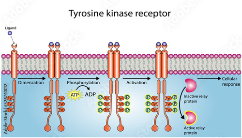 Tyrosine kinase receptor. Dimerization, phosphorylation, activation and cellular response. Cell membrane receptors for ligands as growth factors and cytokines binding. Insulin receptor. vector design photo