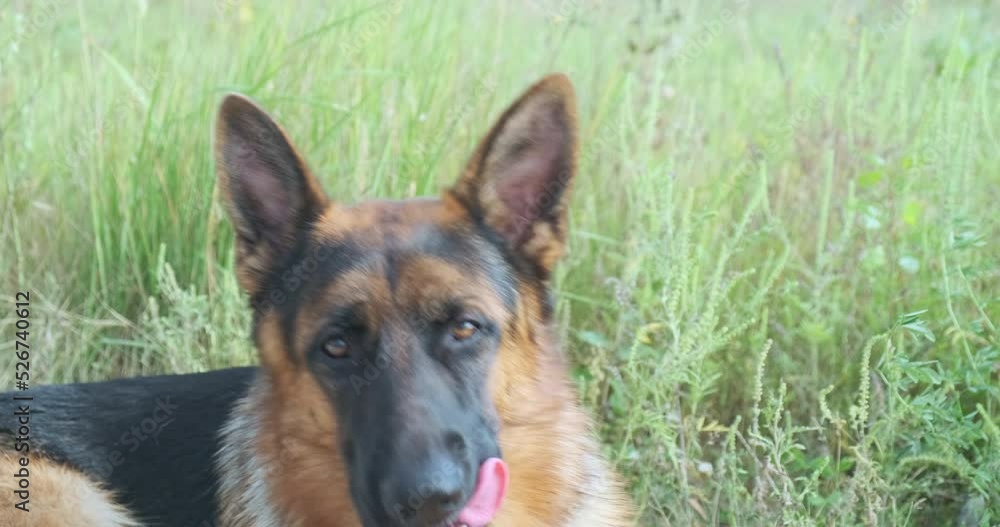 German shepherd lies in the green grass and then rises. Close-up, day time. German shepherd lies in the green grass and then rises. Close-up, day time.