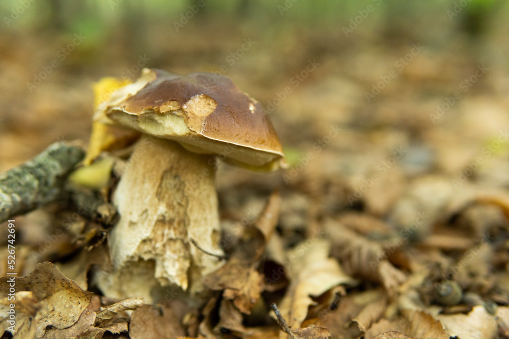Boletus edulis English: white fungus, penny bun, boletus or king boletus, commonly referred to as porcini mushroom Boletus edulis English: white fungus, penny bun, boletus or king boletus, commonly referred to as porcini mushroom