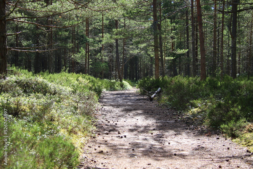 Fototapeta premium footpath in the woods