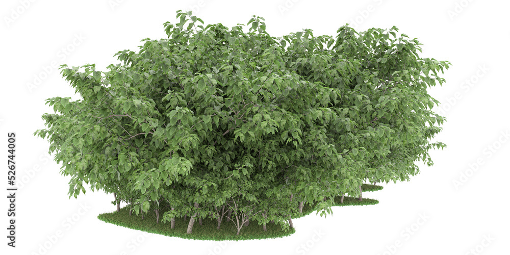 Obraz premium Forest on transparent background. 3d rendering - illustration