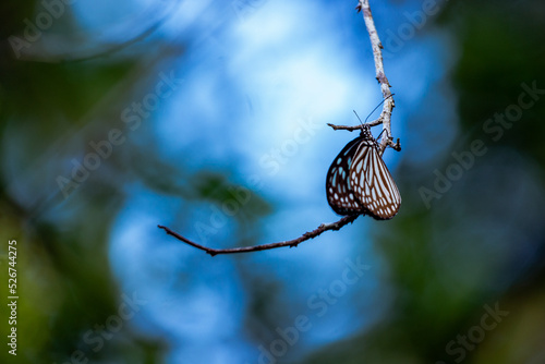 Close up photo of a Glassy Tiger butterfly on twig with blurred blue background