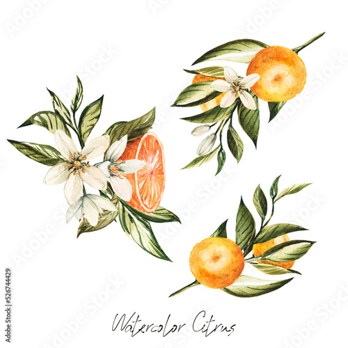Citrus Tangerine Orange Blossoming Branches Bouquets Frames Orange Fruit Italian Wedding Exquisite Invitations