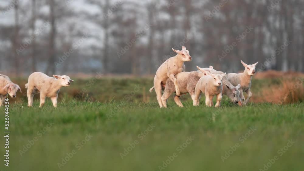 Playful lambs in green pasture jumping and fooling around; slowmo