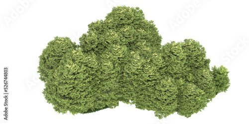 Forest on transparent background. 3d rendering - illustration