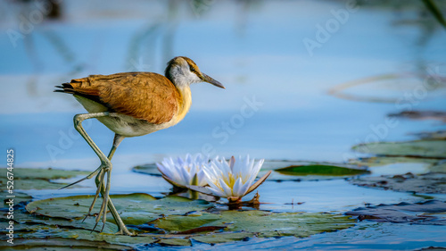 African jacana (Actophilornis africanus) adult. Okavango Delta. Botswana photo