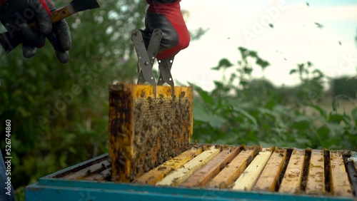 The beekeeper uses tongs to take out a frame with honeycombs from the hive. Bees on honeycomb. A man on a farm is engaged in beekeeping. Summer honey harvest.